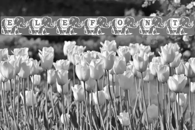 Elefont Font examples