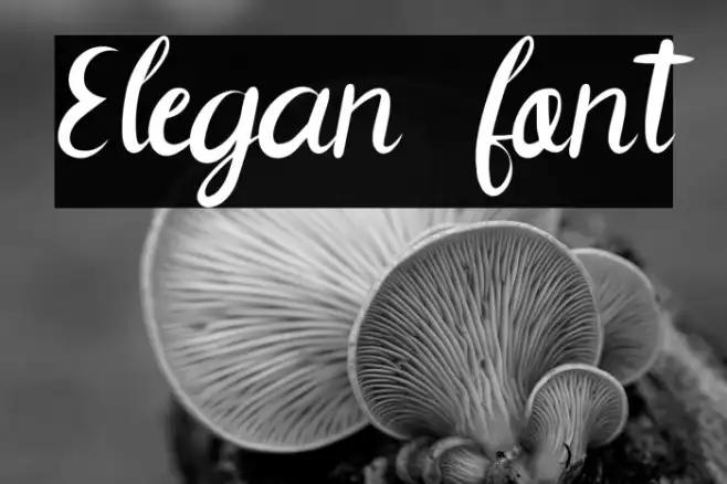 Elegan font Example 3