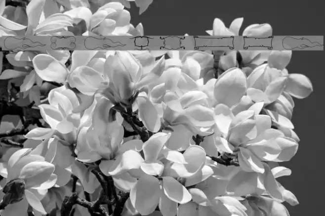 Elegance Font examples