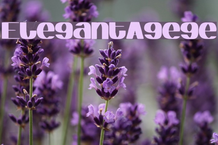 ElegantAgege Example 3