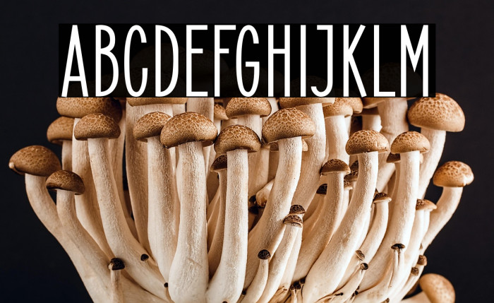 ElegantSans-Bold Example 1