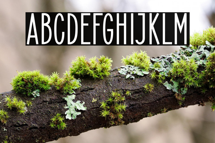 ElegantSans-Bold Example 1