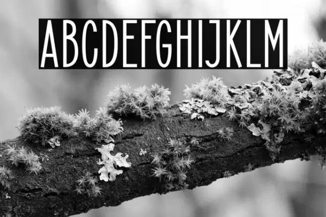 ElegantSans-Bold Font examples