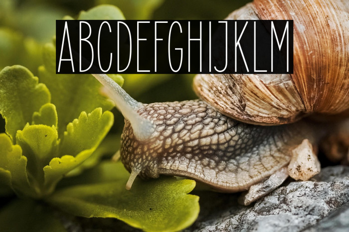 ElegantSans-Light Example 3