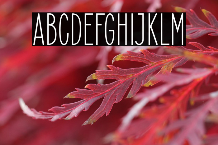 ElegantSans Example 2