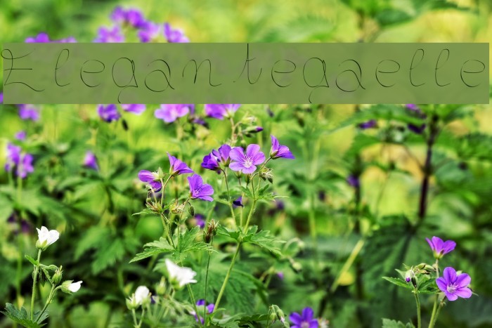 Elegantegaelle Font examples