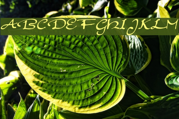 EleganthandScript Example 1