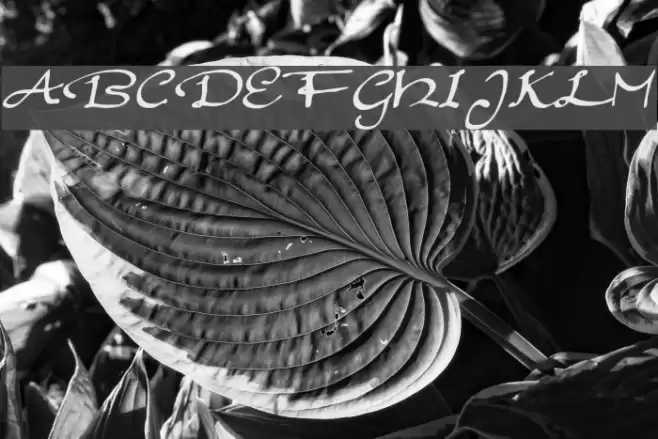 EleganthandScript Font examples