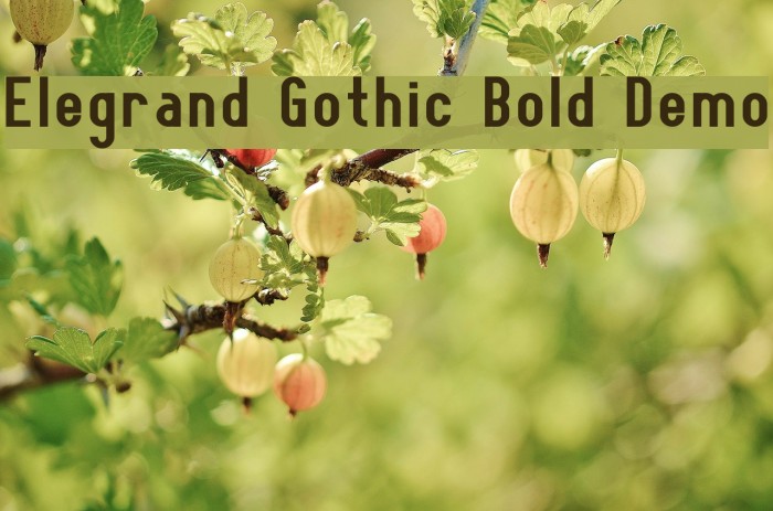 Elegrand Gothic Bold Demo Font examples