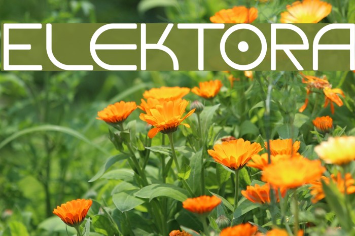 Elektora Font examples