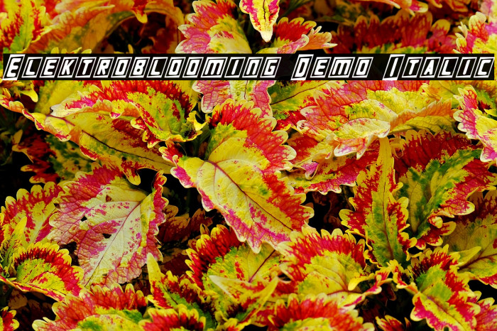 Elektroblooming Demo Italic Example 2