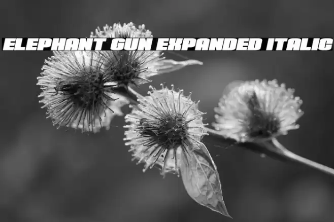 Elephant Gun Expanded Italic Font examples