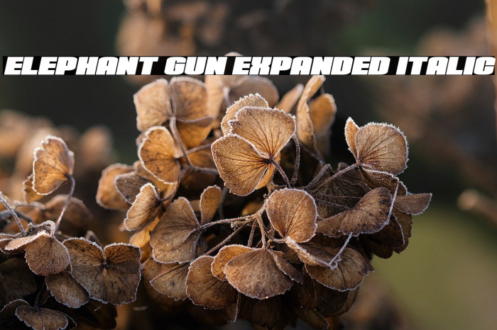 Elephant Gun Expanded Italic Example 2