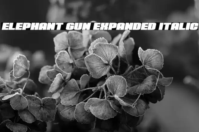 Elephant Gun Expanded Italic Font examples