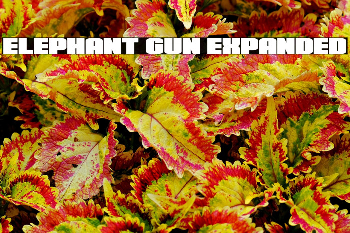 Elephant Gun Expanded Example 1