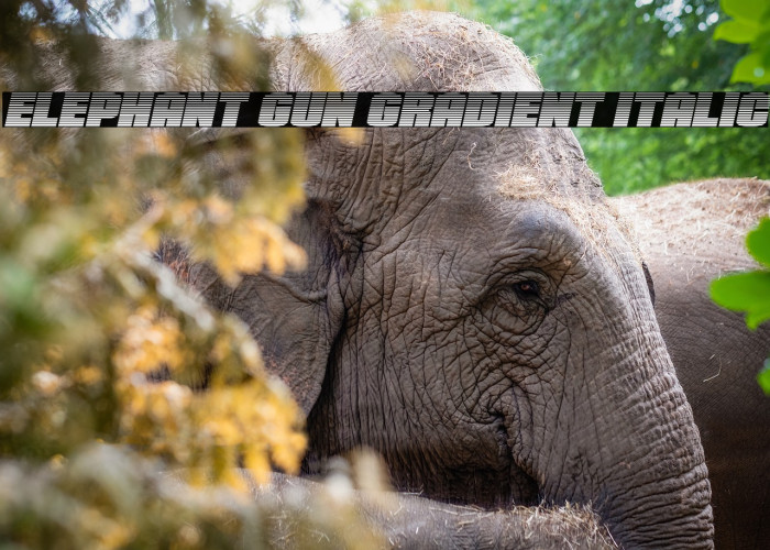 Elephant Gun Gradient Italic Example 1