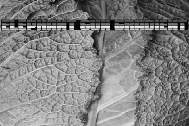 Elephant Gun Gradient Font examples