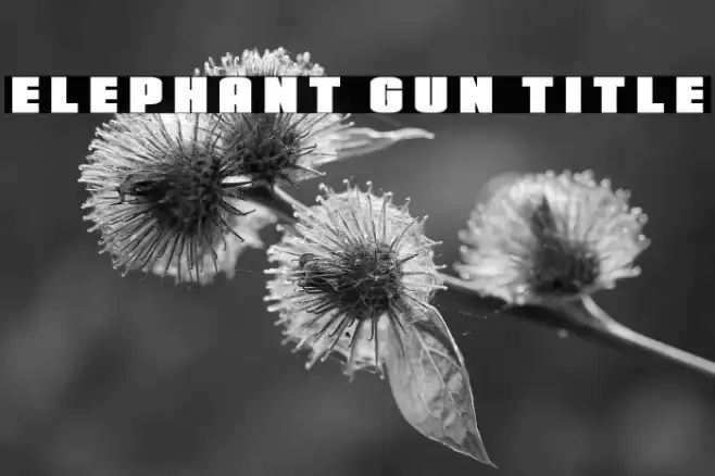 Elephant Gun Title Example 1