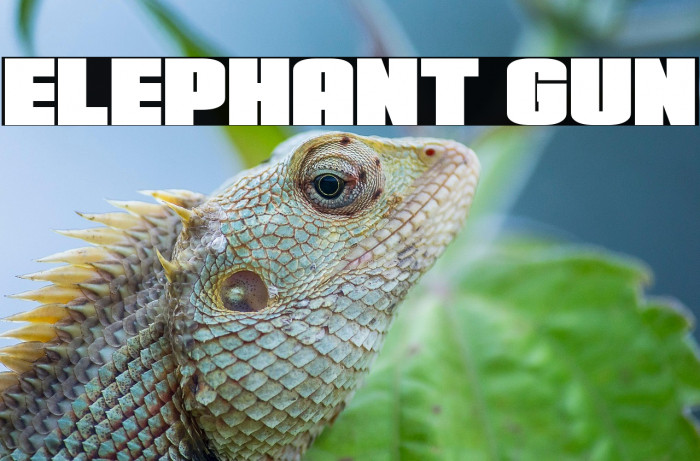 Elephant Gun Example 1