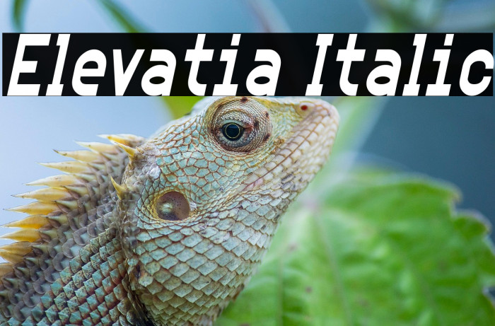 Elevatia Italic Example 3