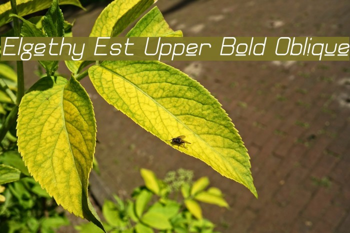 Elgethy Est Upper Bold Oblique Font examples