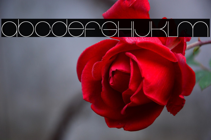 Elgrand Regular Example 2