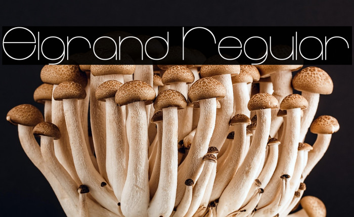 Elgrand Regular Example 1