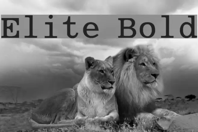 Elite Bold Example 2