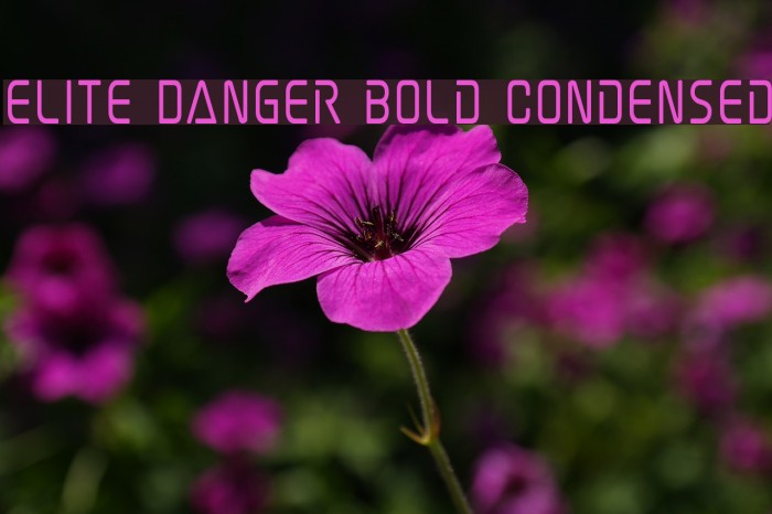 Elite Danger Bold Condensed Font examples