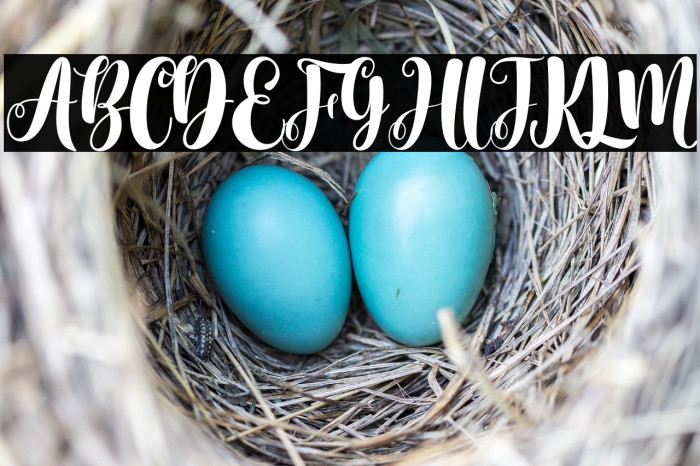 Elizabella Example 1