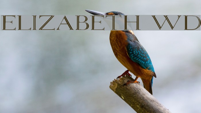 Elizabeth Wd Font examples