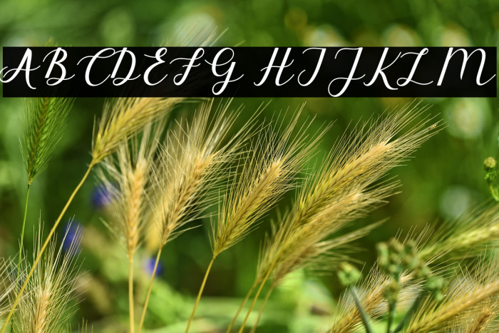 ElizabethScript Example 2