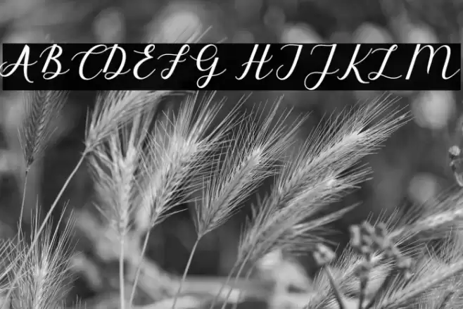 ElizabethScript Font examples