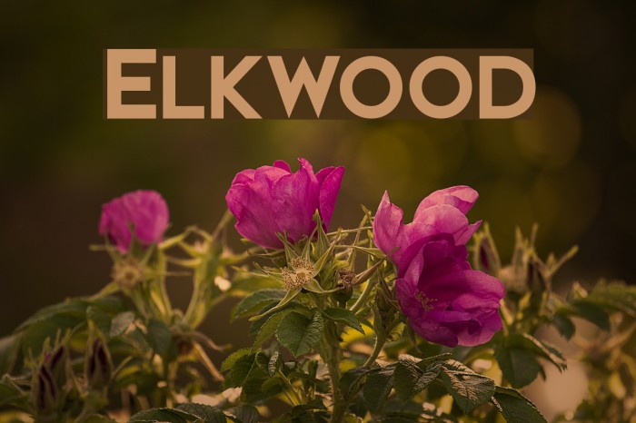 Elkwood Fonte examples