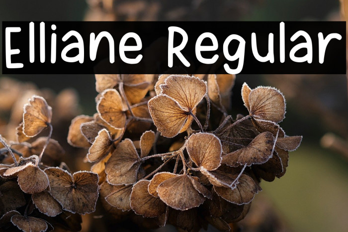 Elliane Regular Example 1