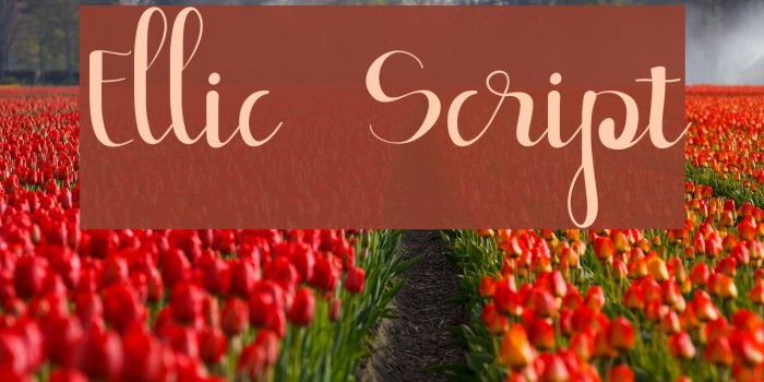 Ellic Script Font examples
