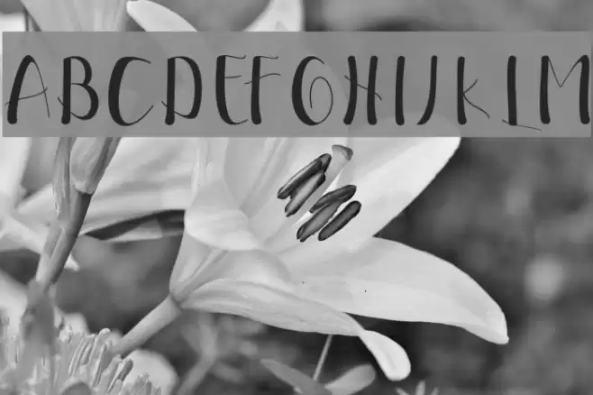 EllicScript Font examples