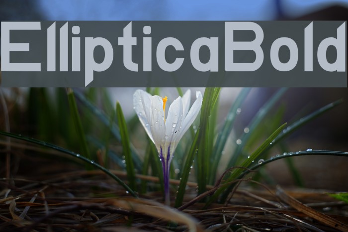 EllipticaBold Example 3