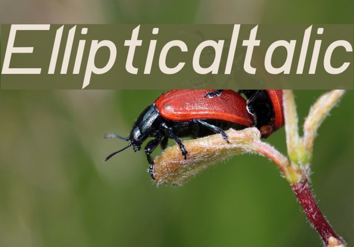 EllipticaItalic Font examples
