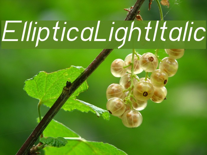 EllipticaLightItalic Font examples