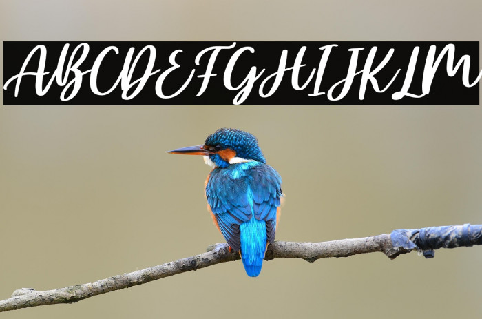 Ellisha Italic Example 3