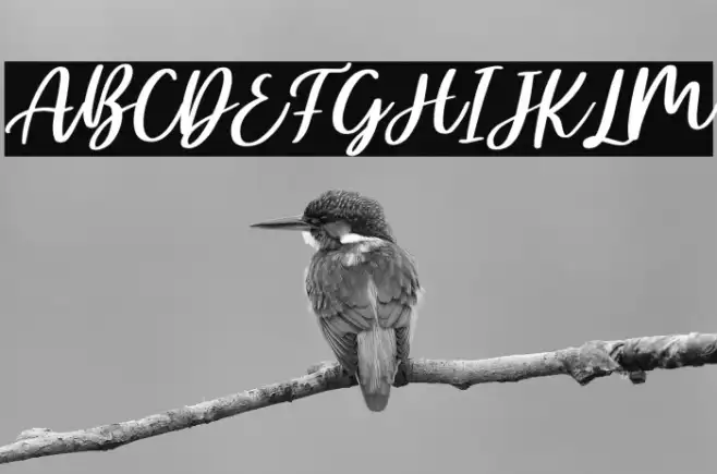Ellisha Italic Example 3