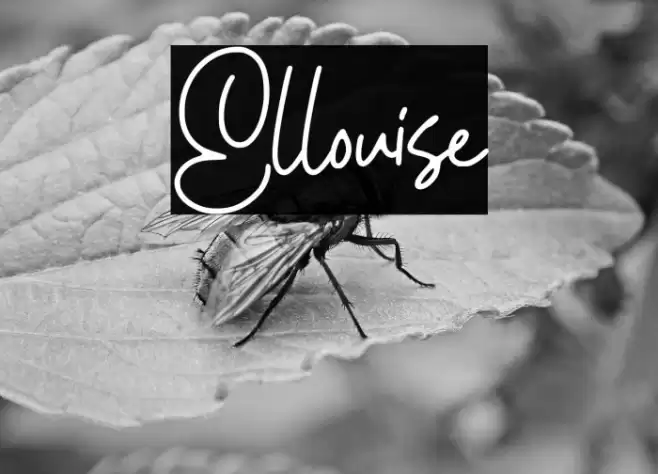 Ellouise Font examples