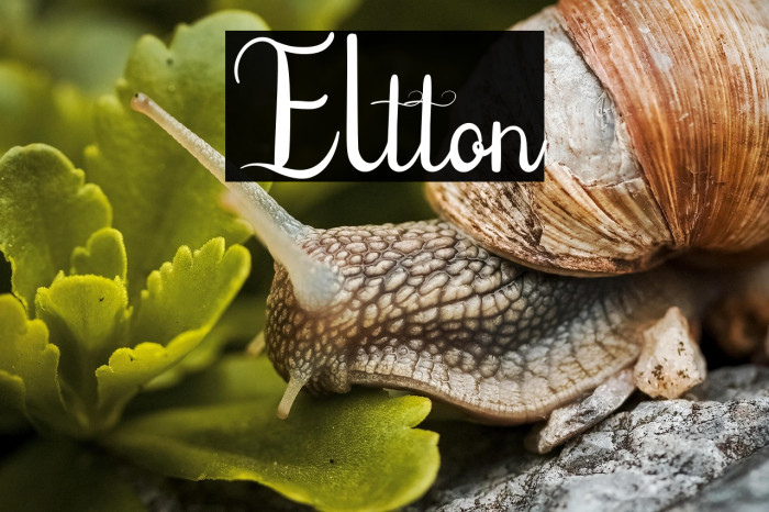 Eltton Example 3