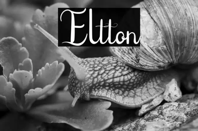Eltton Font examples