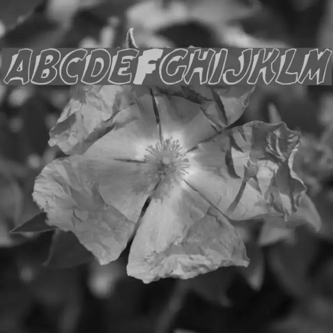 Elwood Italic フォント examples