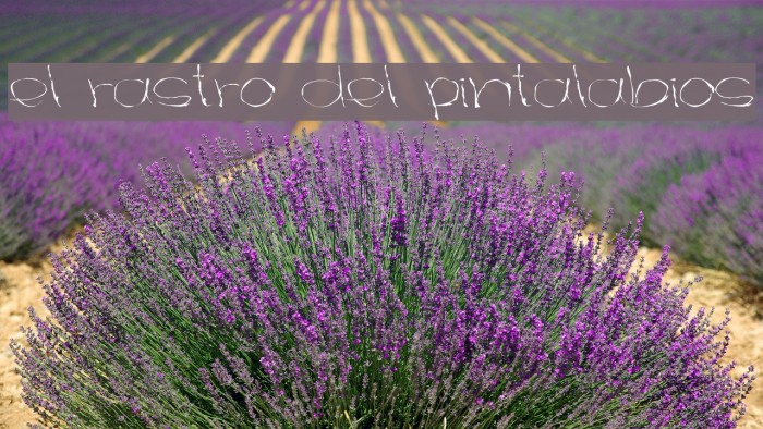 el rastro del pintalabios Font examples