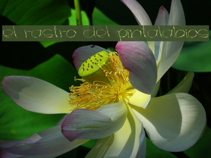 el rastro del pintalabios Font examples