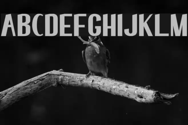 elma 01 Font examples