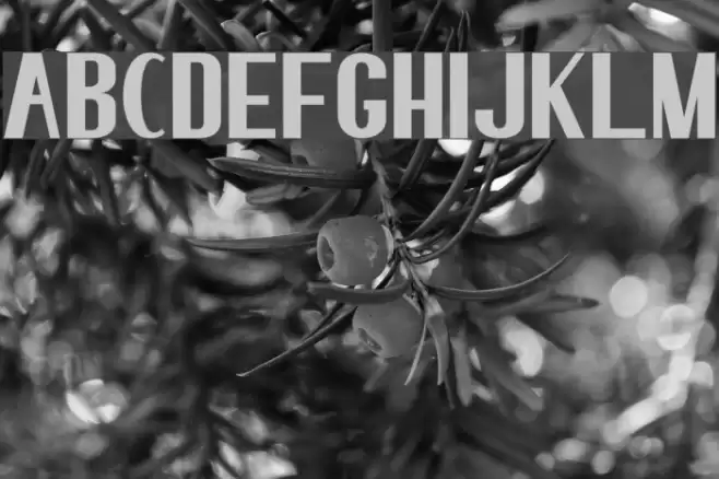 elma 02 Font examples